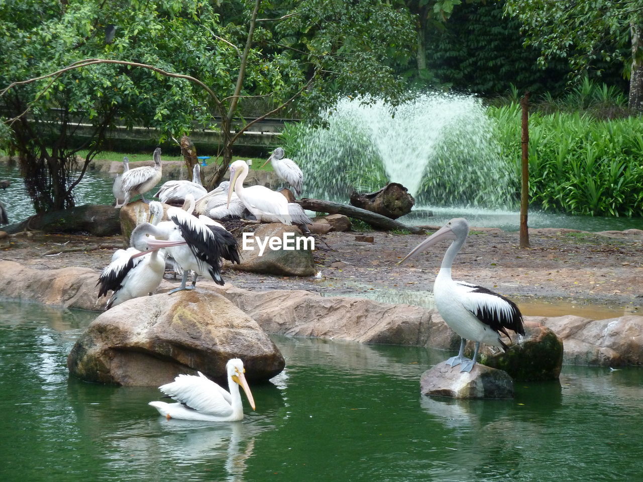 BIRDS IN LAKE