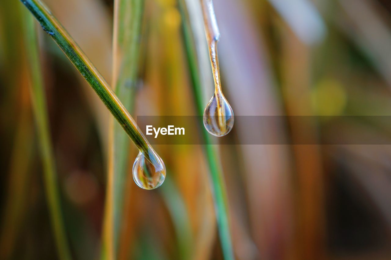 CLOSE-UP OF WATER DROP ON PLANT