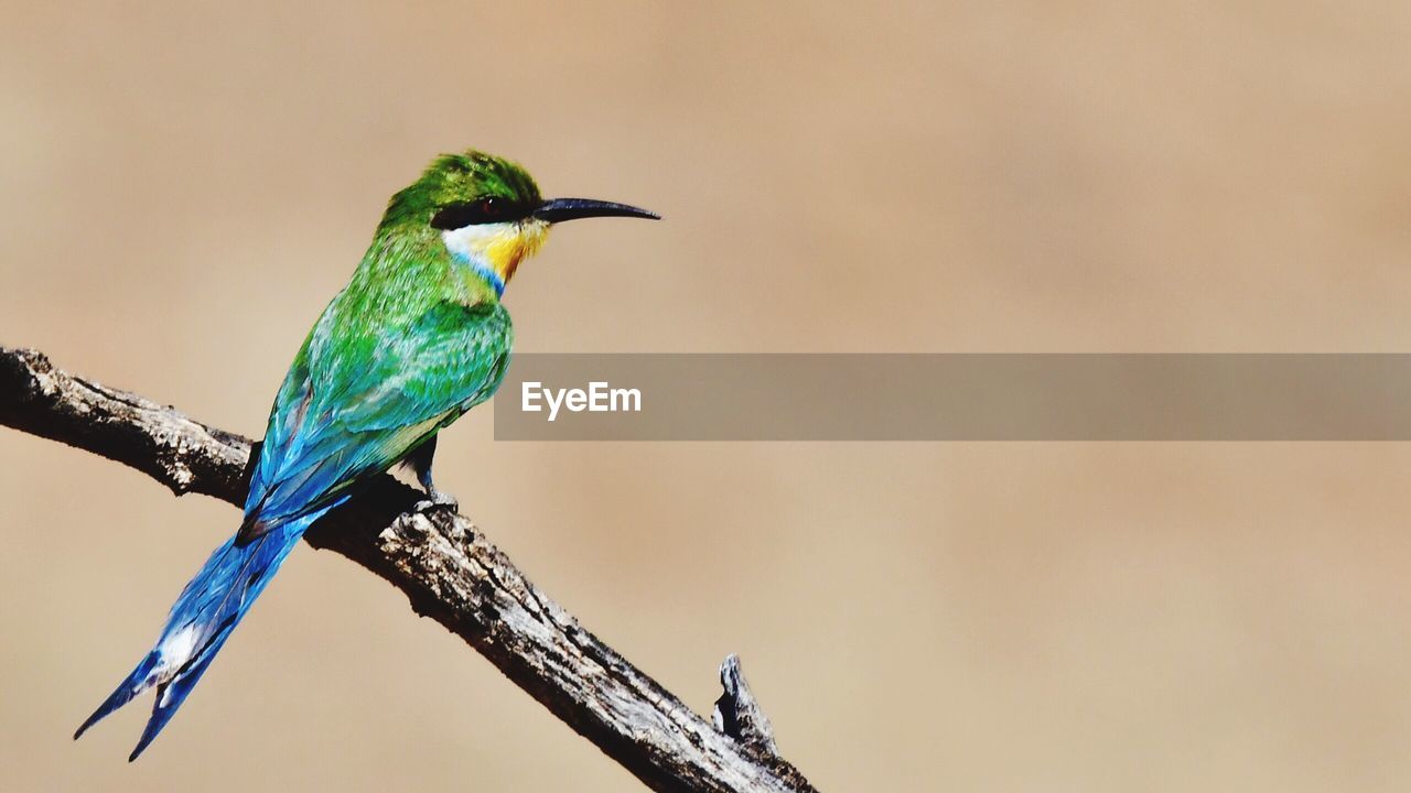 BIRD PERCHING ON BRANCH