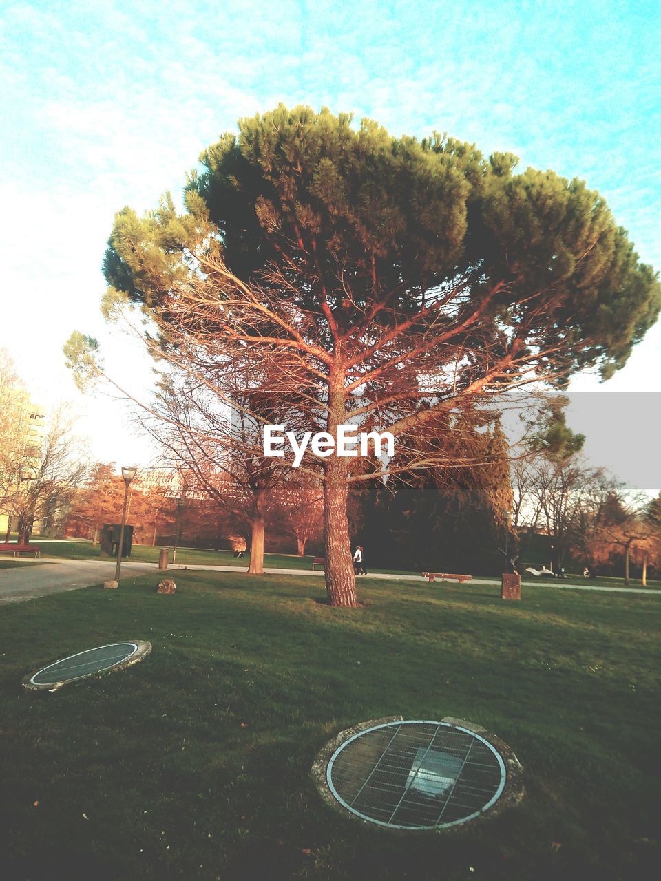 Trees growing against sky at park