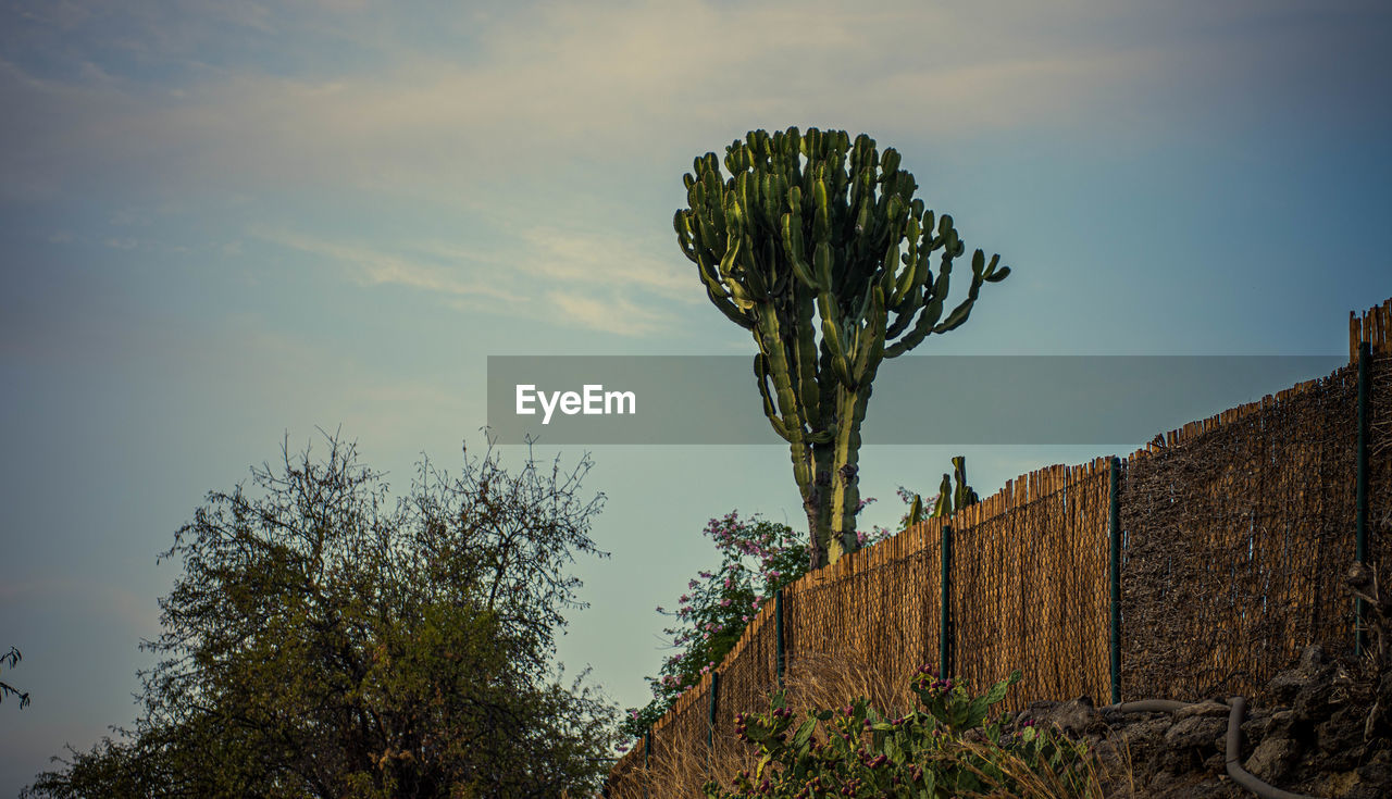 LOW ANGLE VIEW OF CACTUS GROWING AGAINST SKY