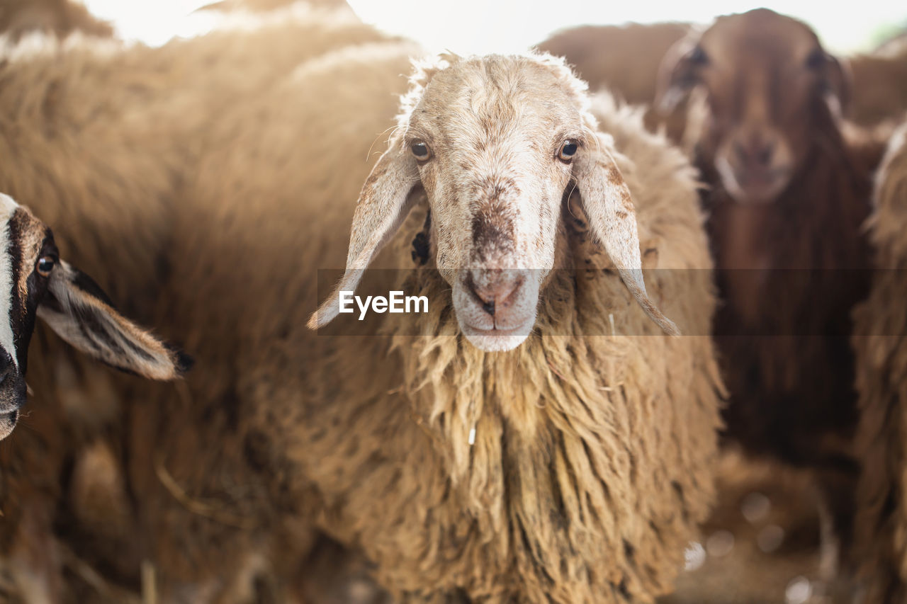 PORTRAIT OF SHEEP IN A ANIMAL