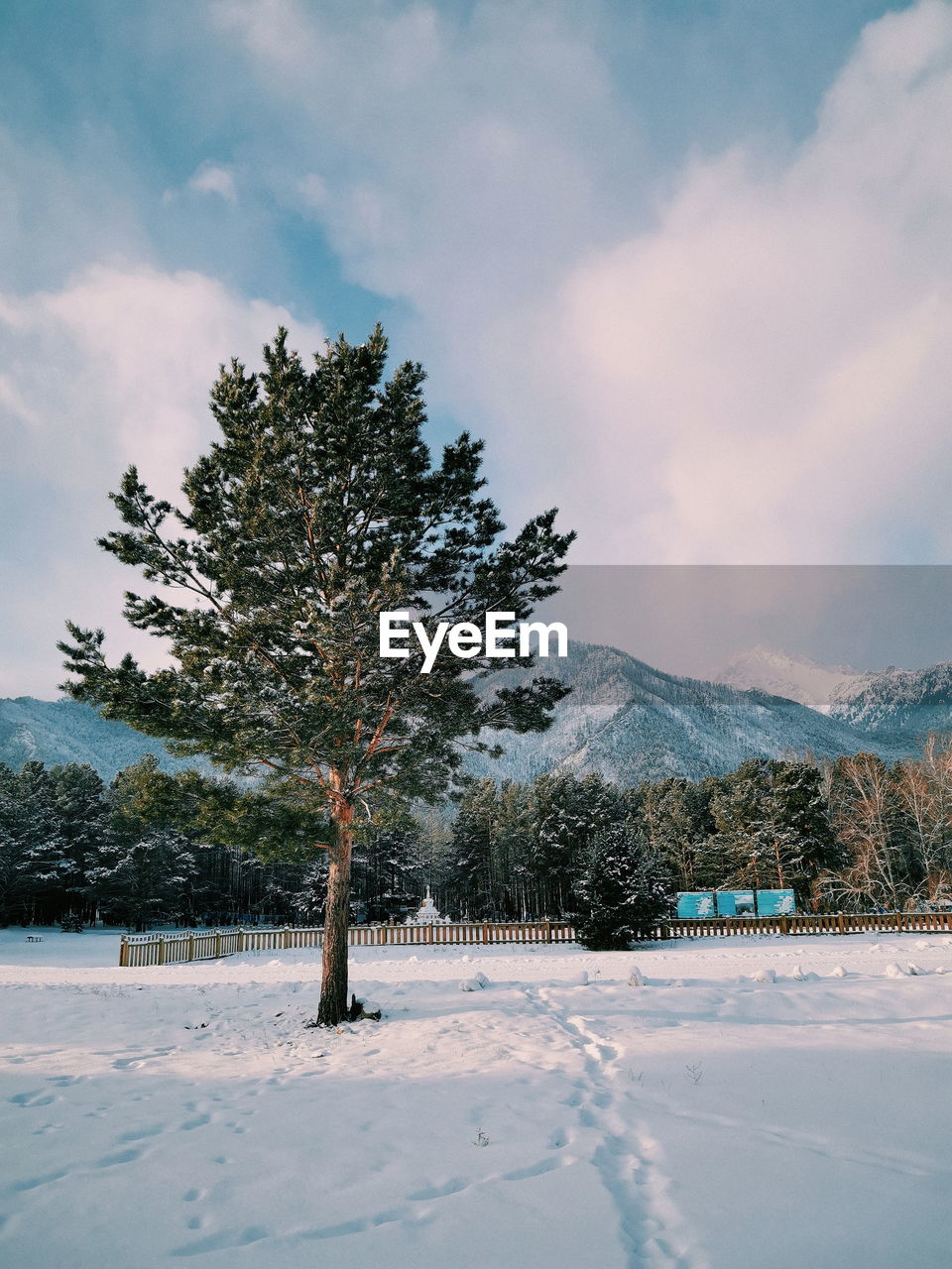 Lonely tree on a background of a mountain in winter in the national park of buryatia