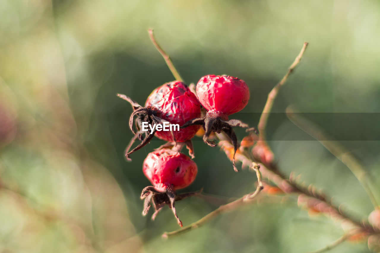 CLOSE-UP OF RED BERRY PLANT