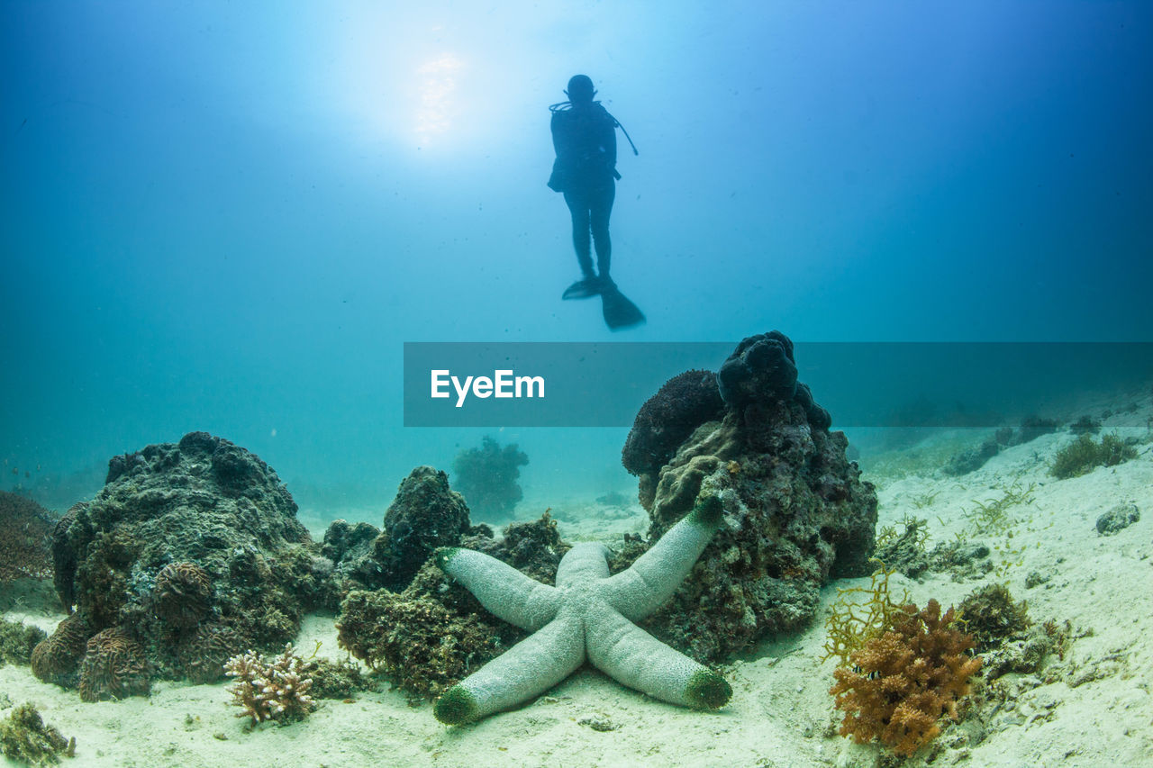 Full length view of scuba diver underwater