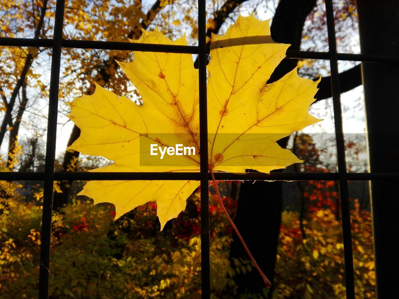 Close-up of yellow autumn leaf on metal grate