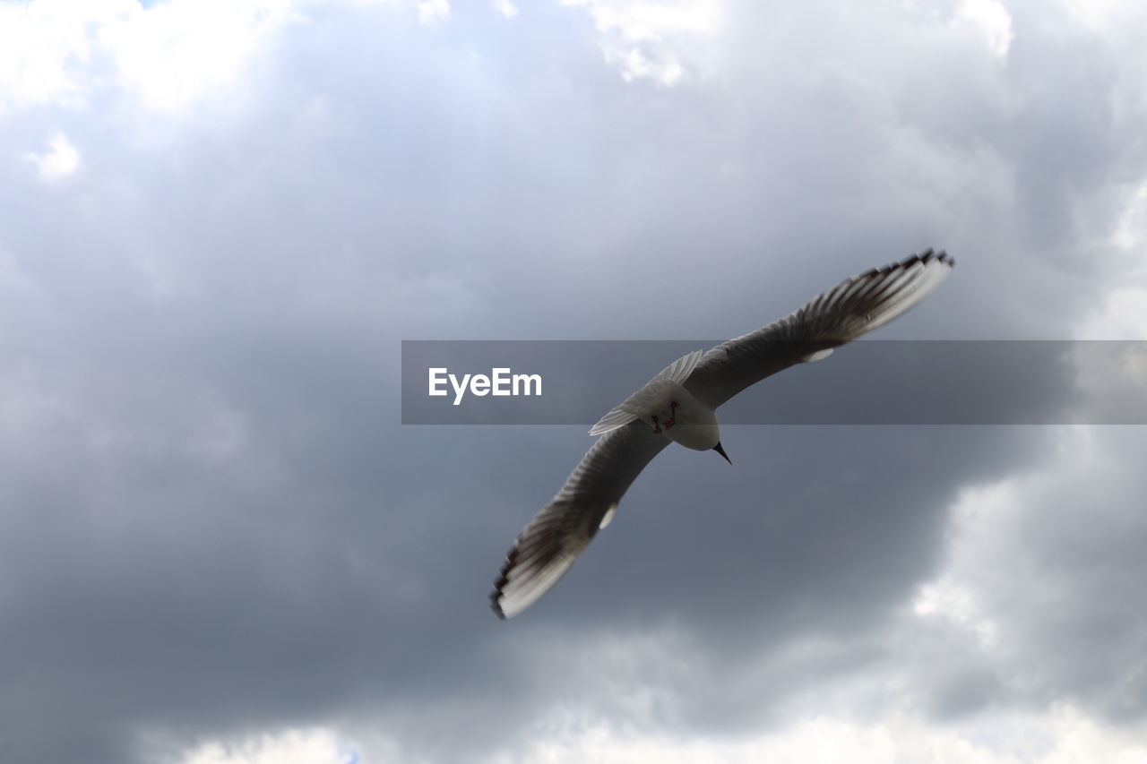 LOW ANGLE VIEW OF SEAGULL AGAINST SKY