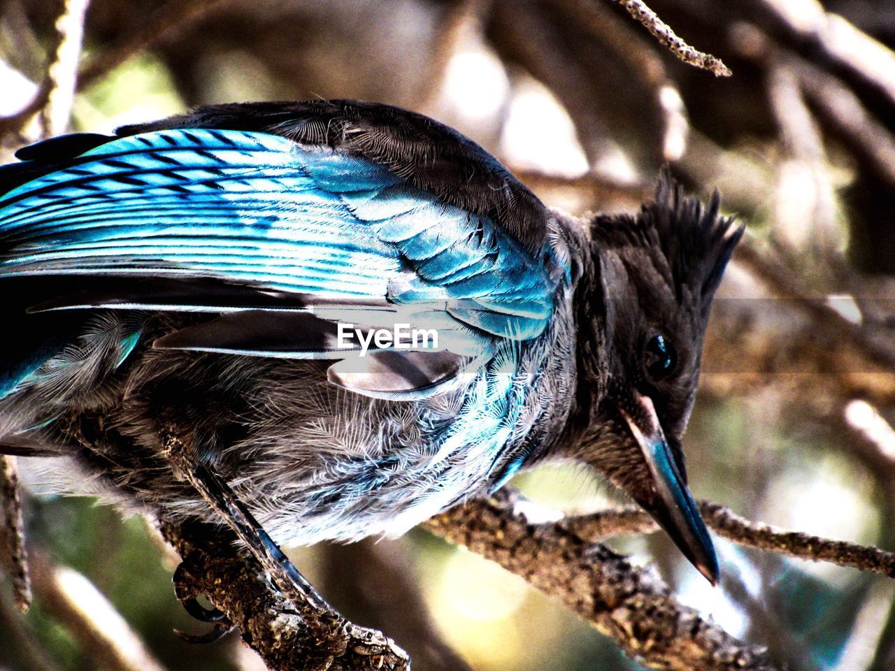 CLOSE-UP OF BIRD PERCHING ON BRANCH