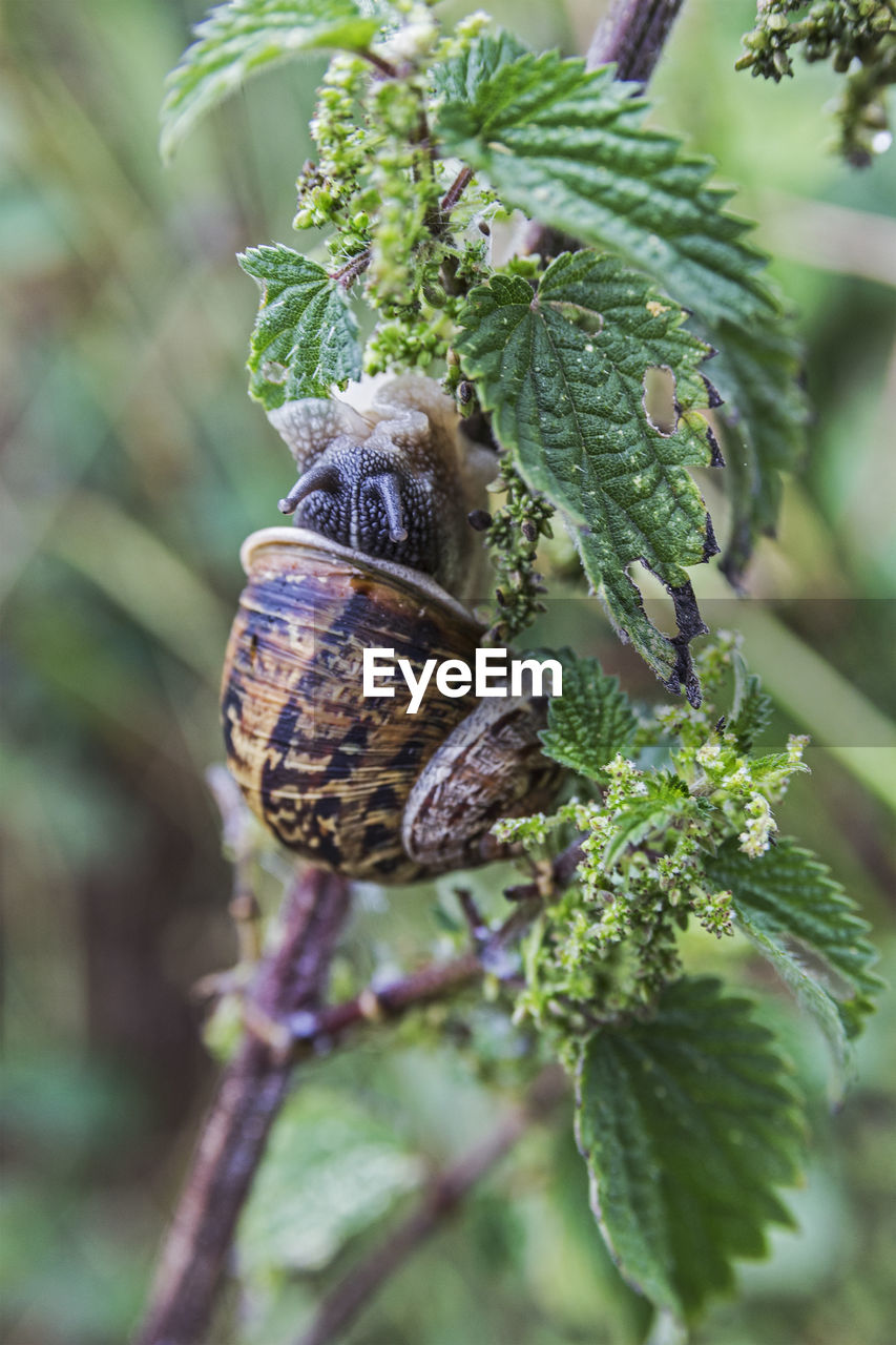 Close-up of snail on plant