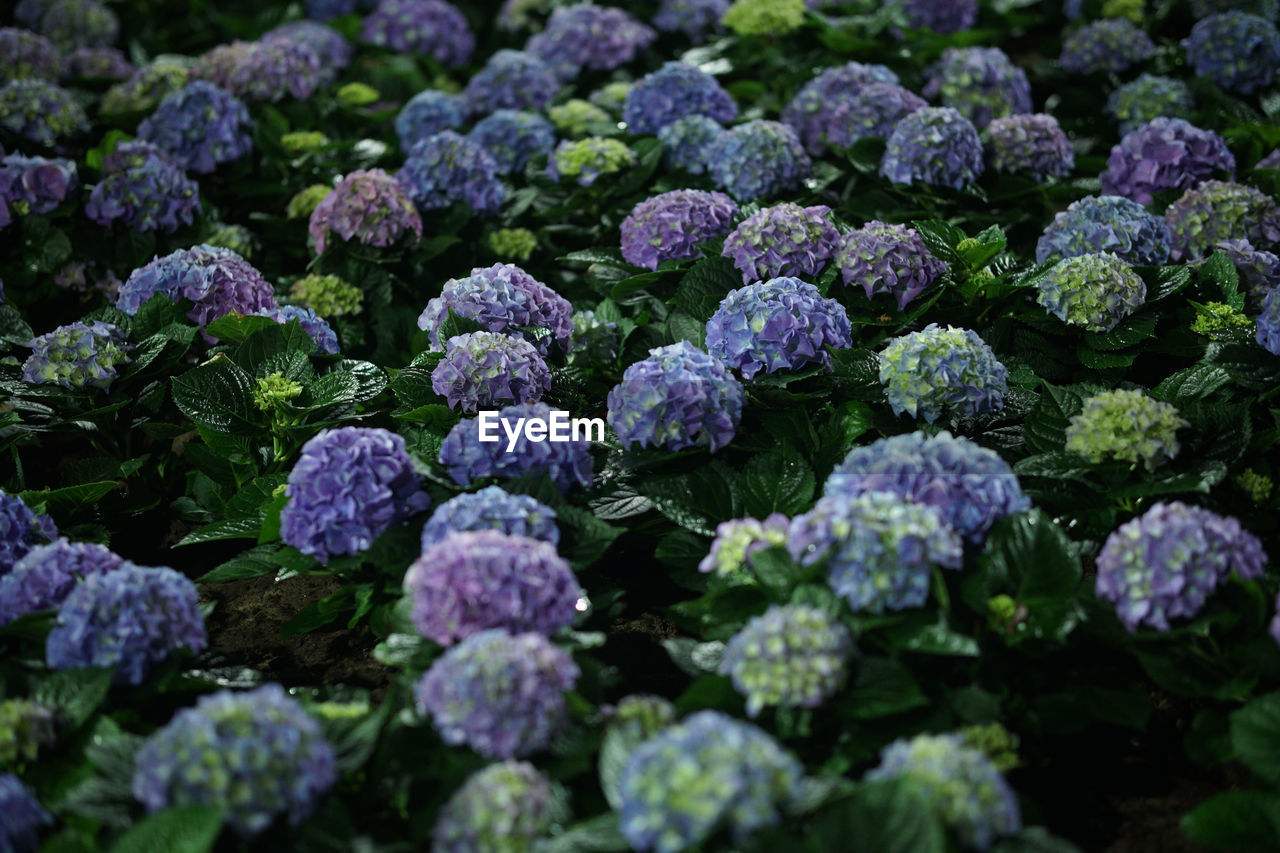 full frame shot of fresh green leaves