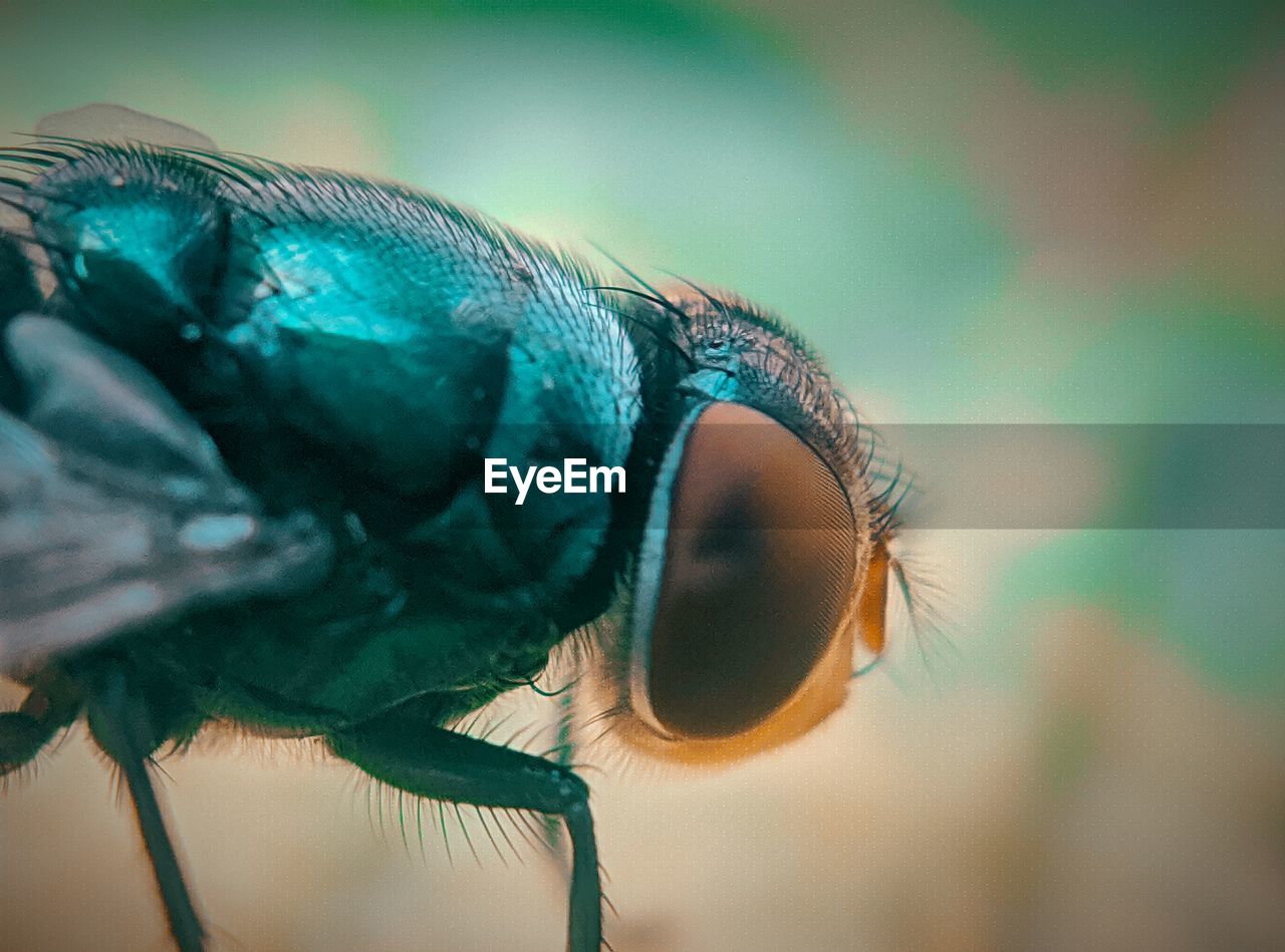 MACRO SHOT OF FLY ON LEAF