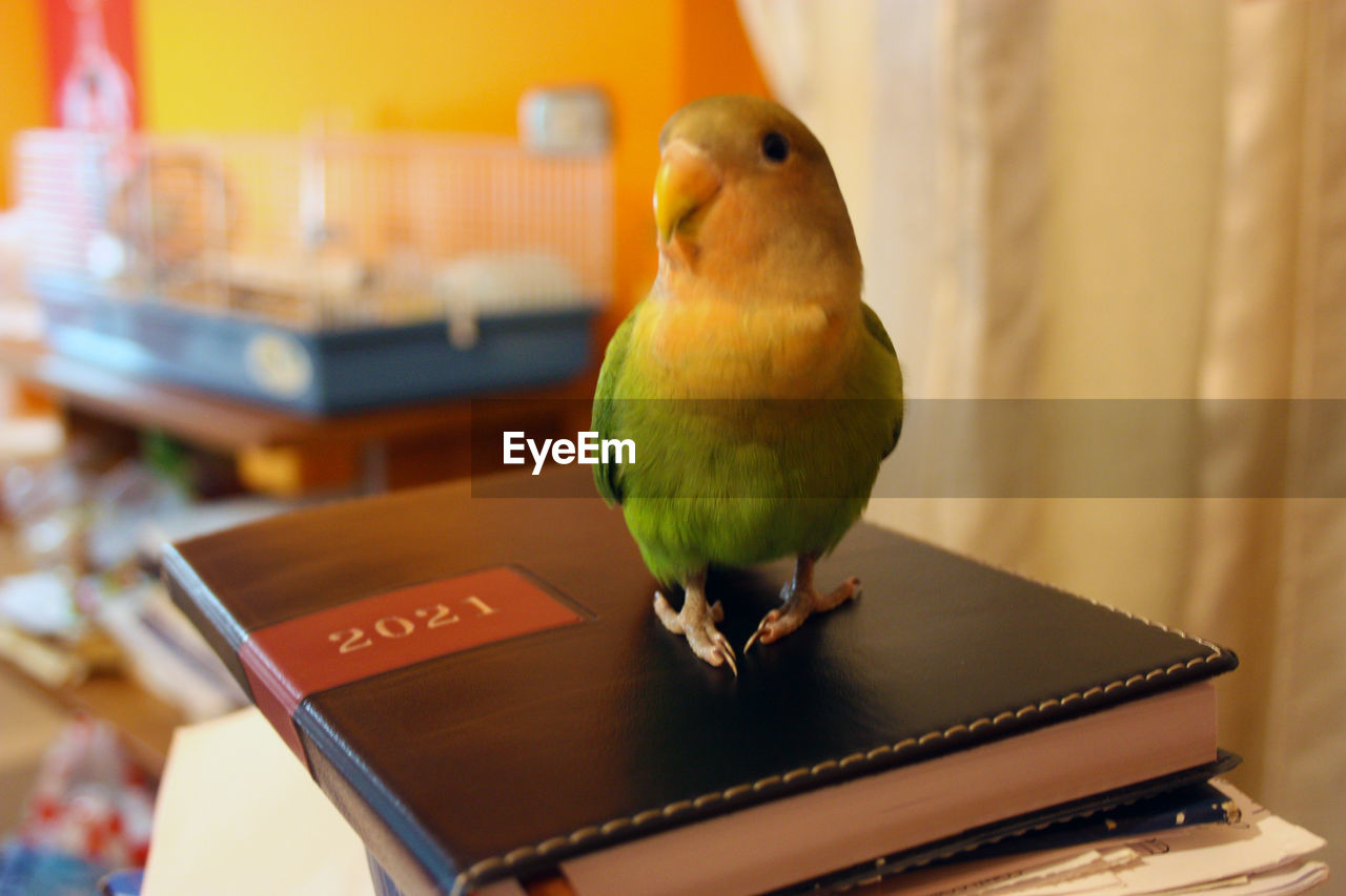 CLOSE-UP OF A BIRD PERCHING ON TABLE