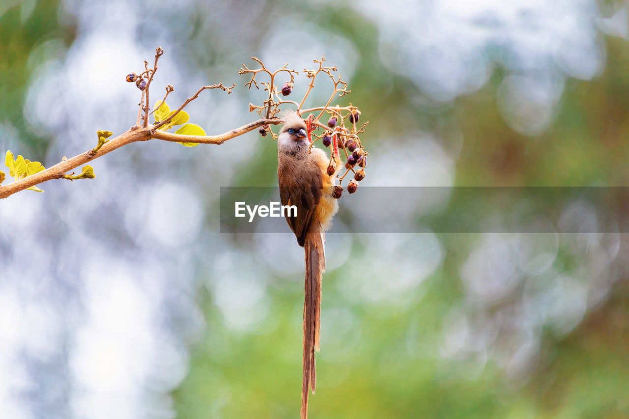 CLOSE-UP OF WILTED PLANT