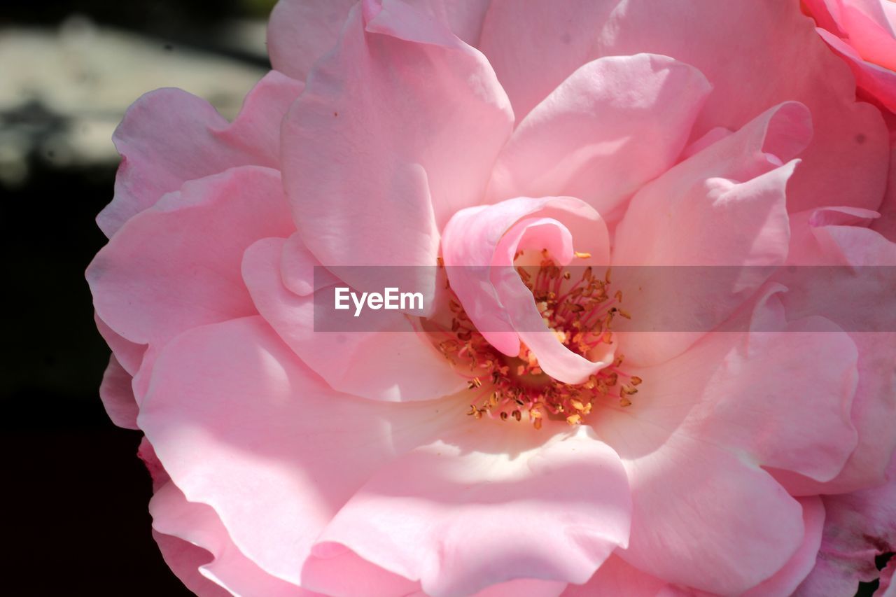 Close-up of pink rose