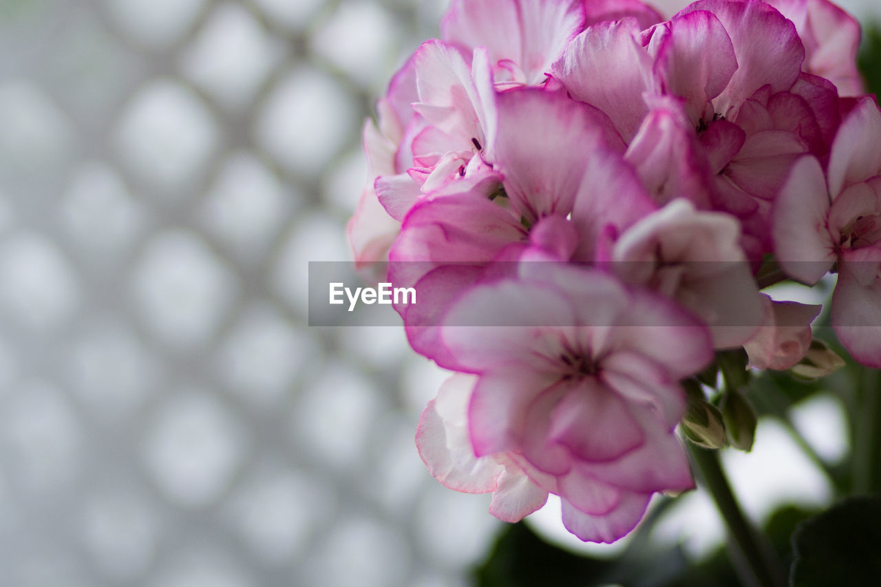 CLOSE-UP OF PINK CHERRY BLOSSOM ON TREE