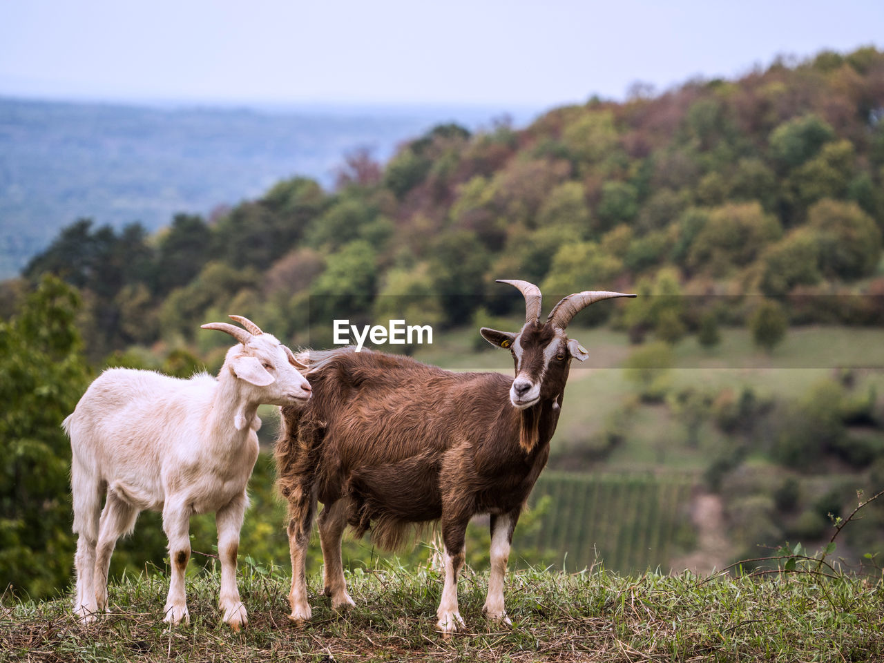 HERD OF A SHEEP ON FIELD