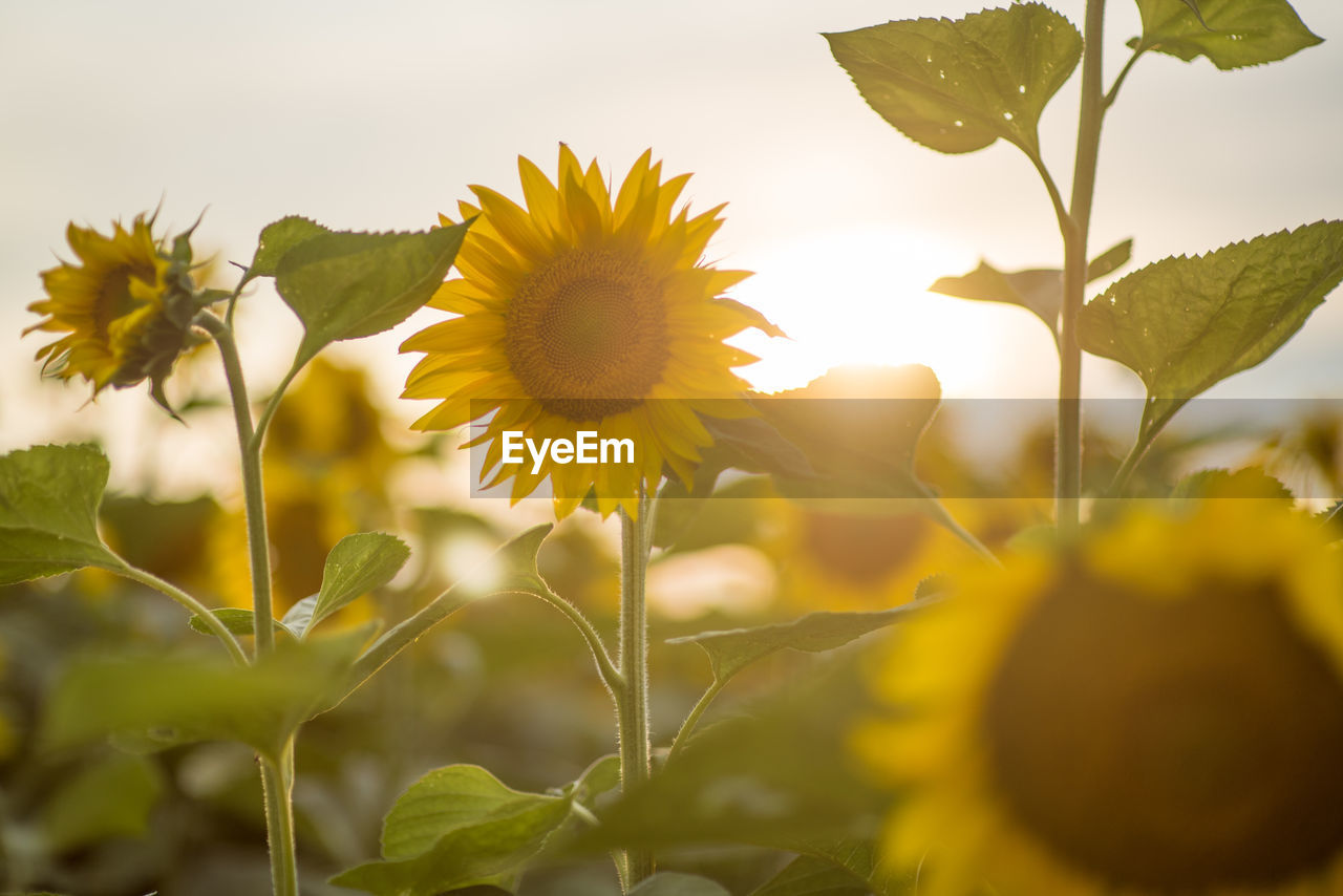 Close-up of yellow flowering plant