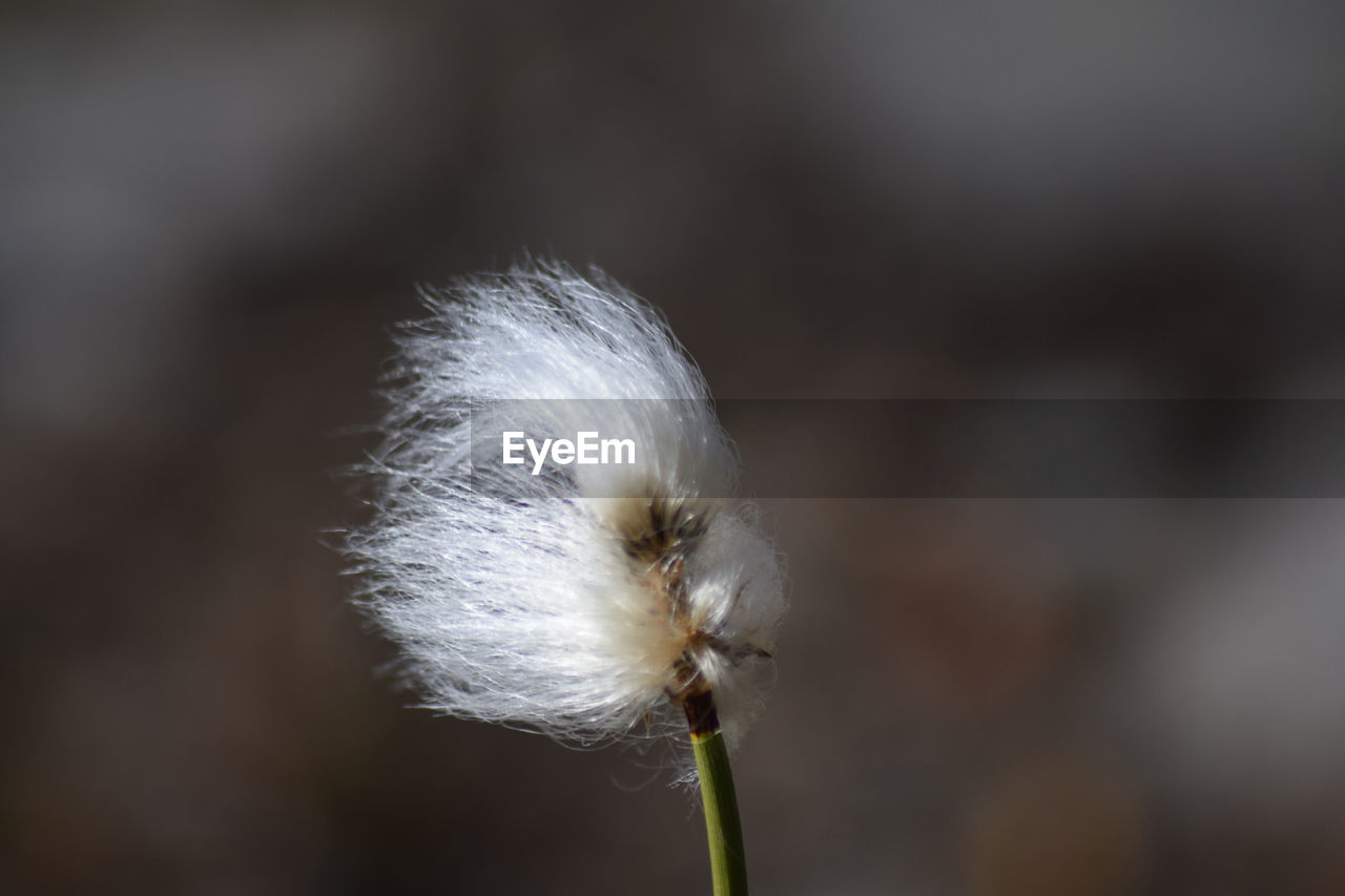 Close-up of dandelion flower