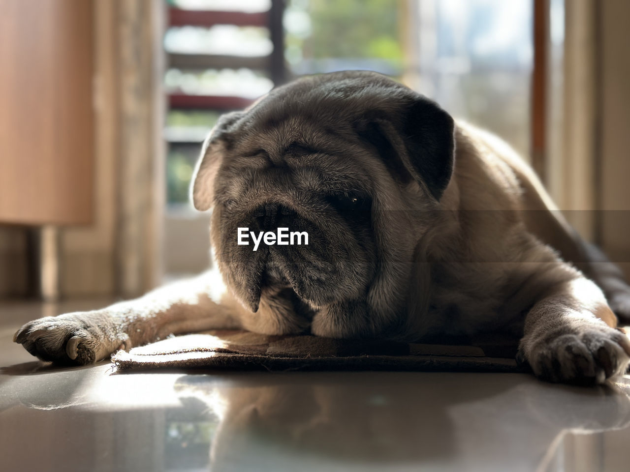 close-up of dog relaxing at home