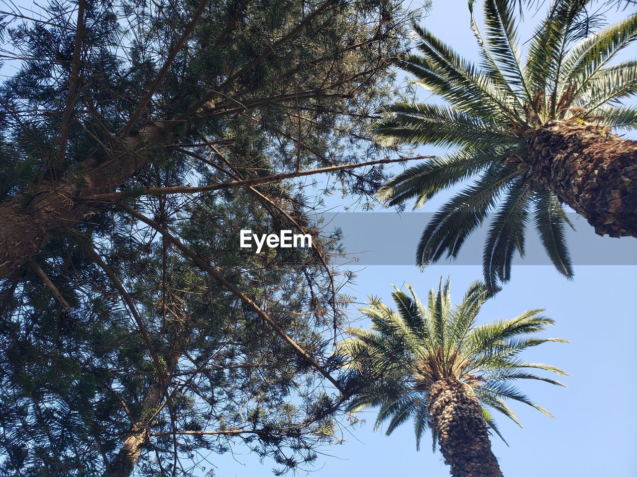 LOW ANGLE VIEW OF COCONUT PALM TREE AGAINST SKY