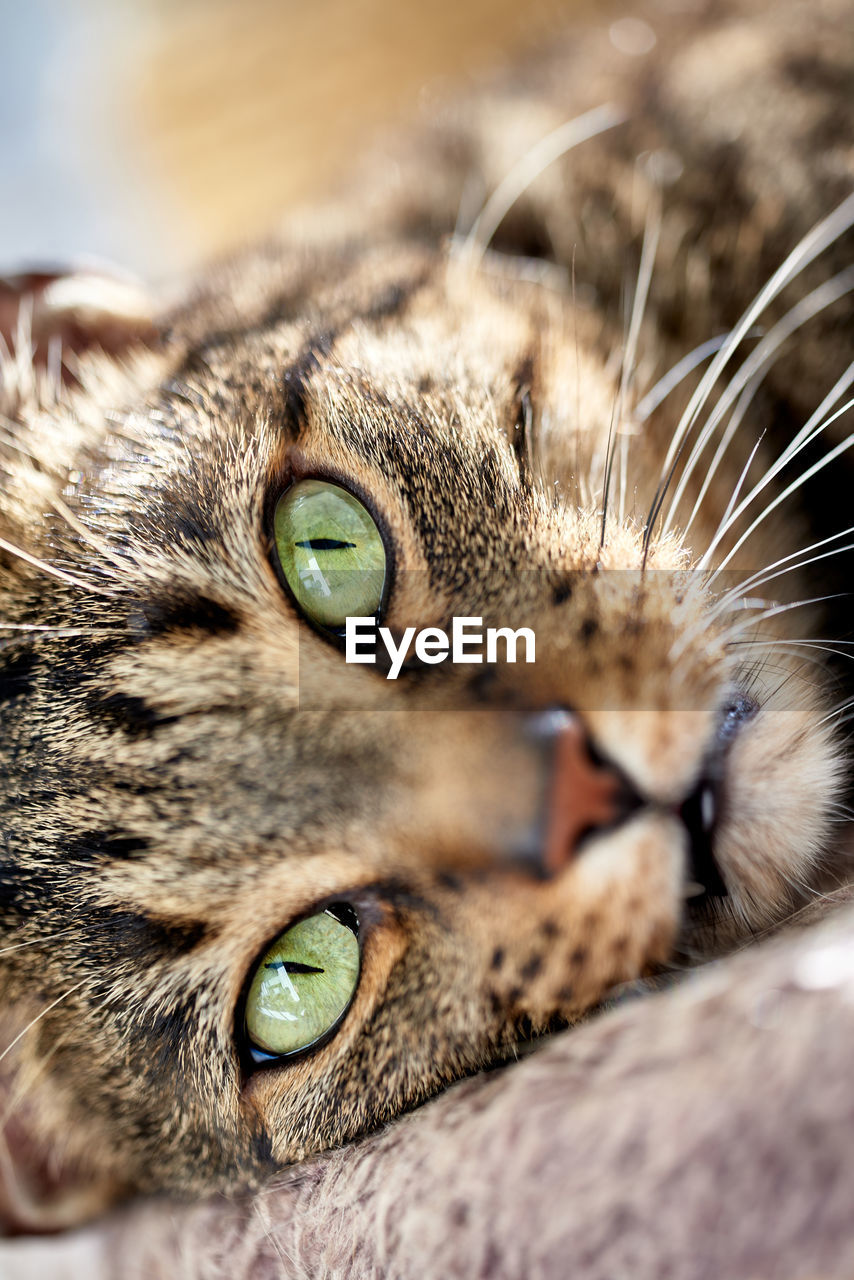 CLOSE-UP OF A CAT
