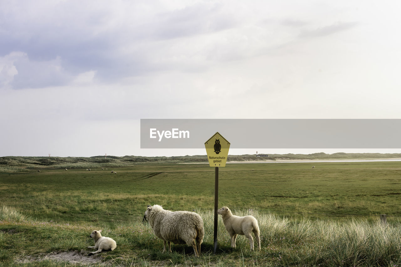 VIEW OF SHEEP ON FIELD