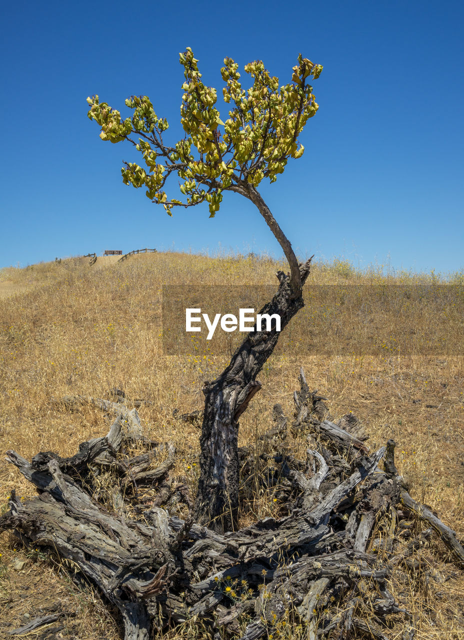 TREES ON LANDSCAPE AGAINST CLEAR SKY