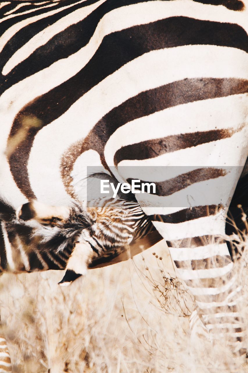 CLOSE-UP OF ZEBRA ON GROUND