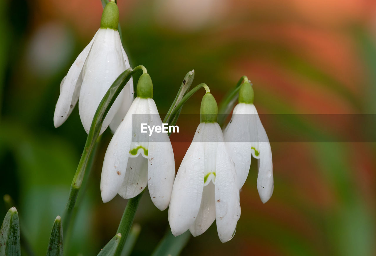 Close up of common snowdrops in bloom