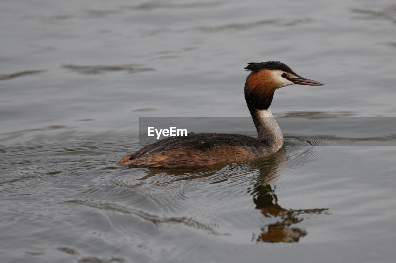 Great crested grebe searching for the next meal in a lake