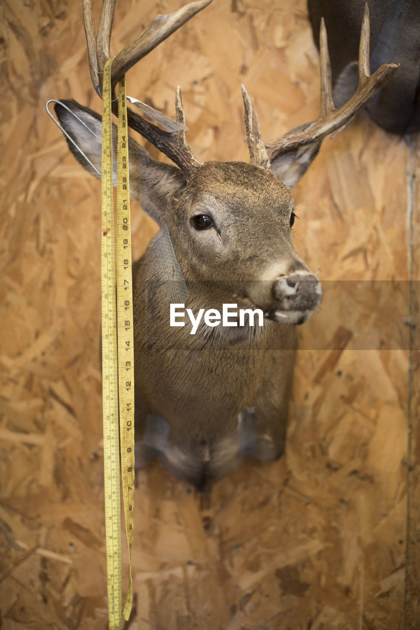 Measuring tape hangs from the antlers of a deer mount at a taxidermy.