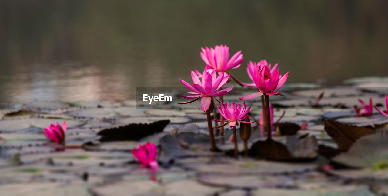 Pink lotus flower in national botanical garden bangladesh 