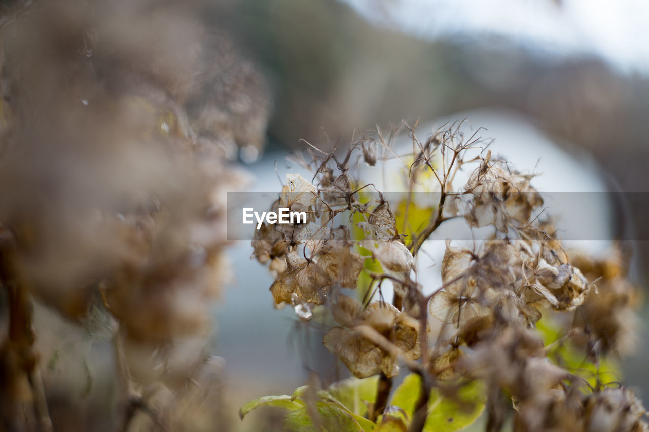 Close-up of white flowering plant