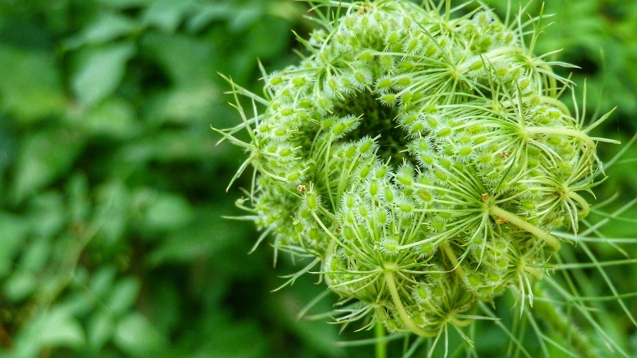 Close-up of flower growing outdoors