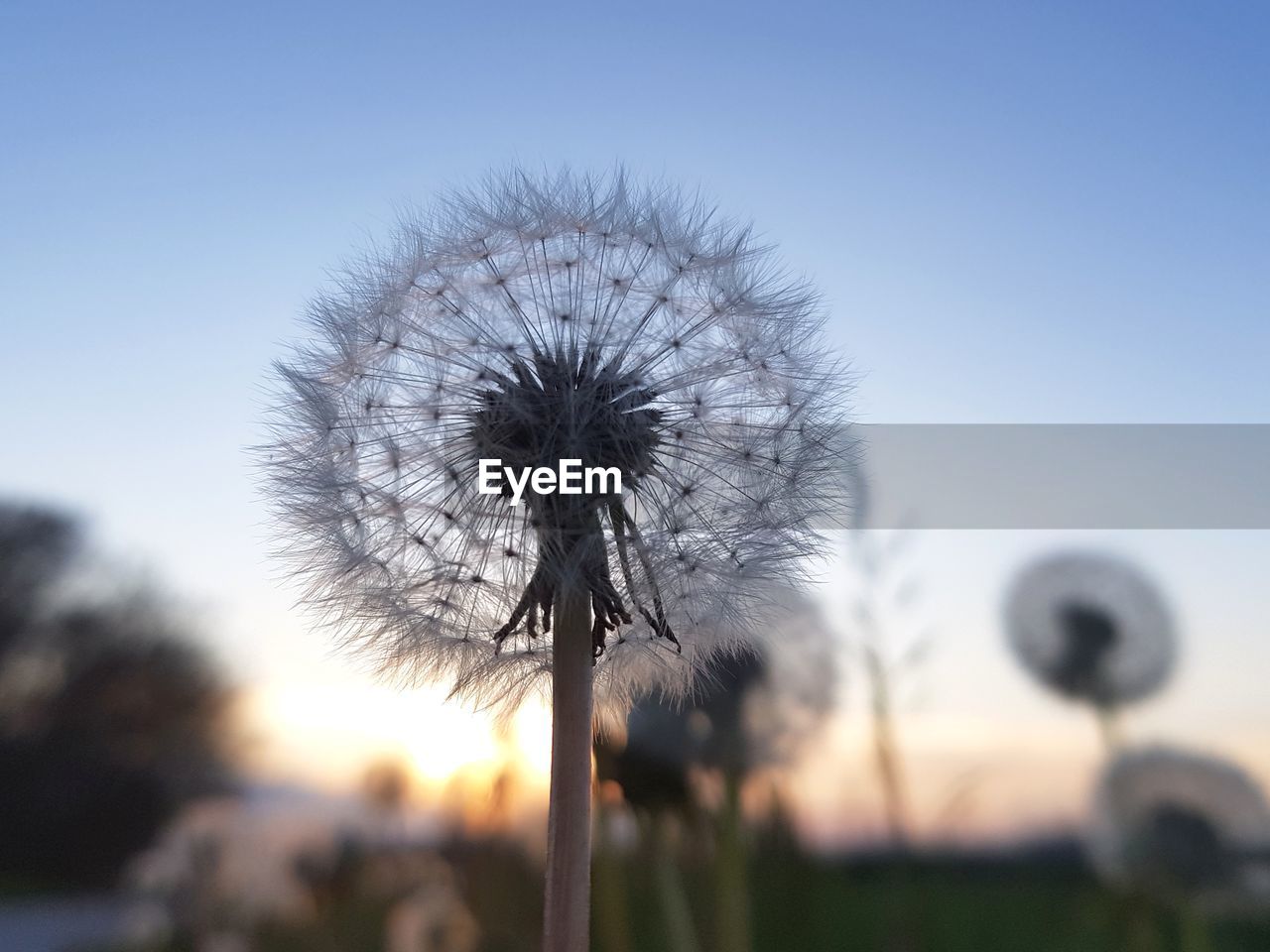 Close-up of dandelion against sky