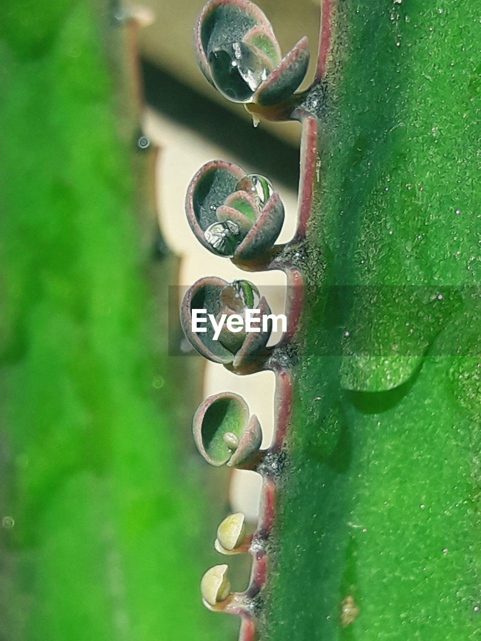 CLOSE-UP OF RUSTY METAL CHAIN