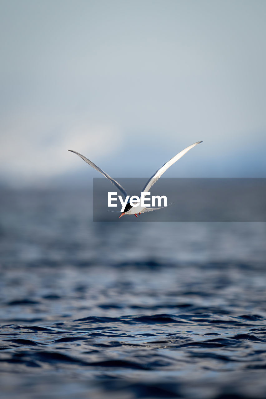 Antarctic tern swoops towards ocean in sunshine