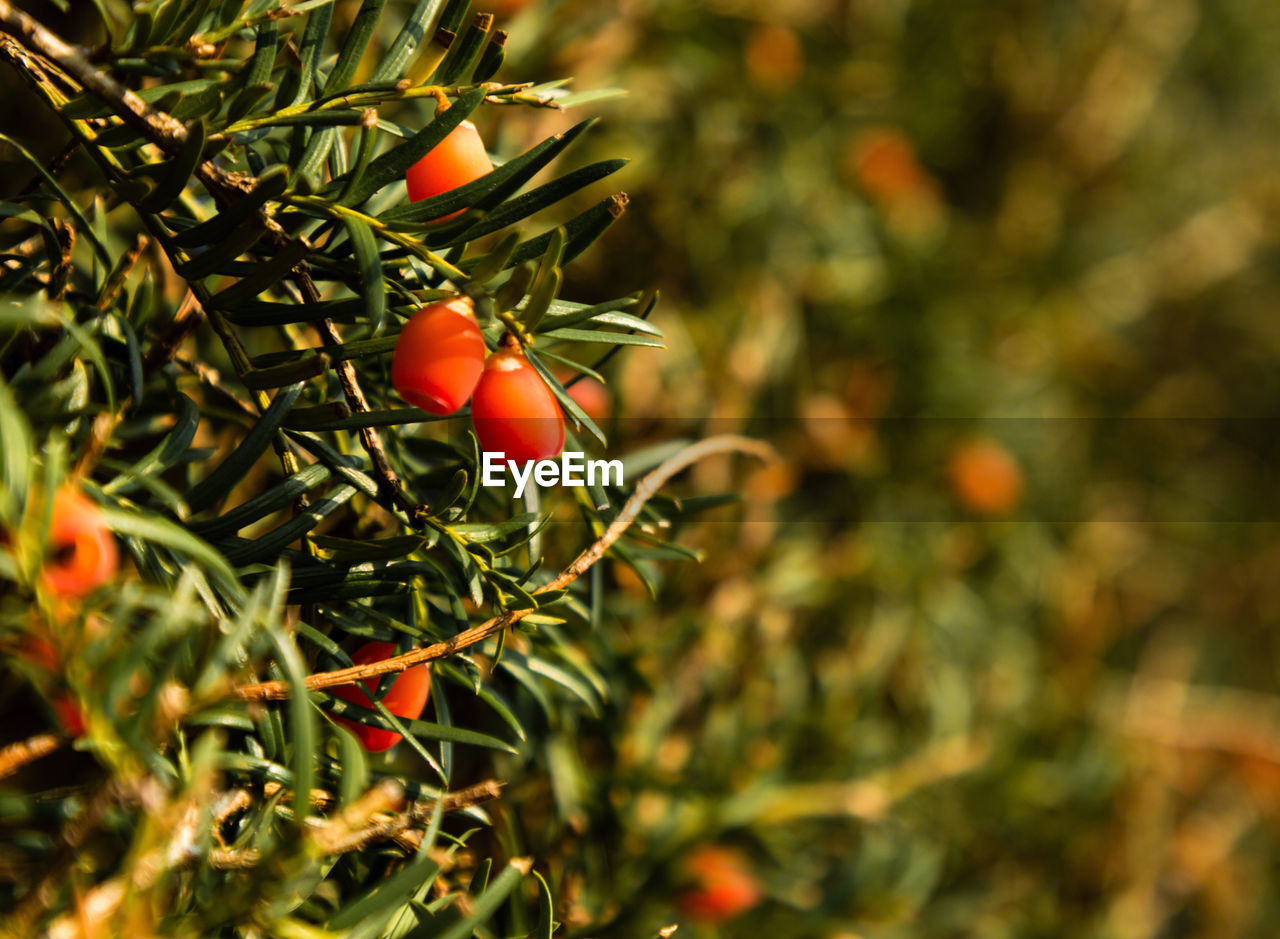 CLOSE-UP OF BERRIES ON TREE