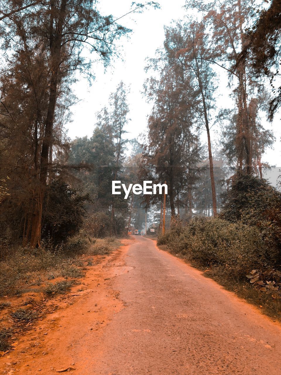 DIRT ROAD AMIDST TREES AND PLANTS IN FOREST