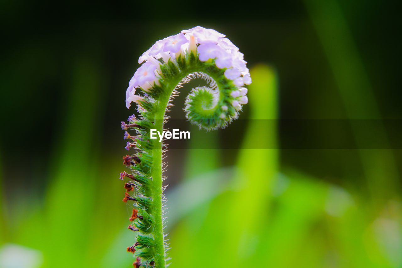 Close-up of fern on green plant