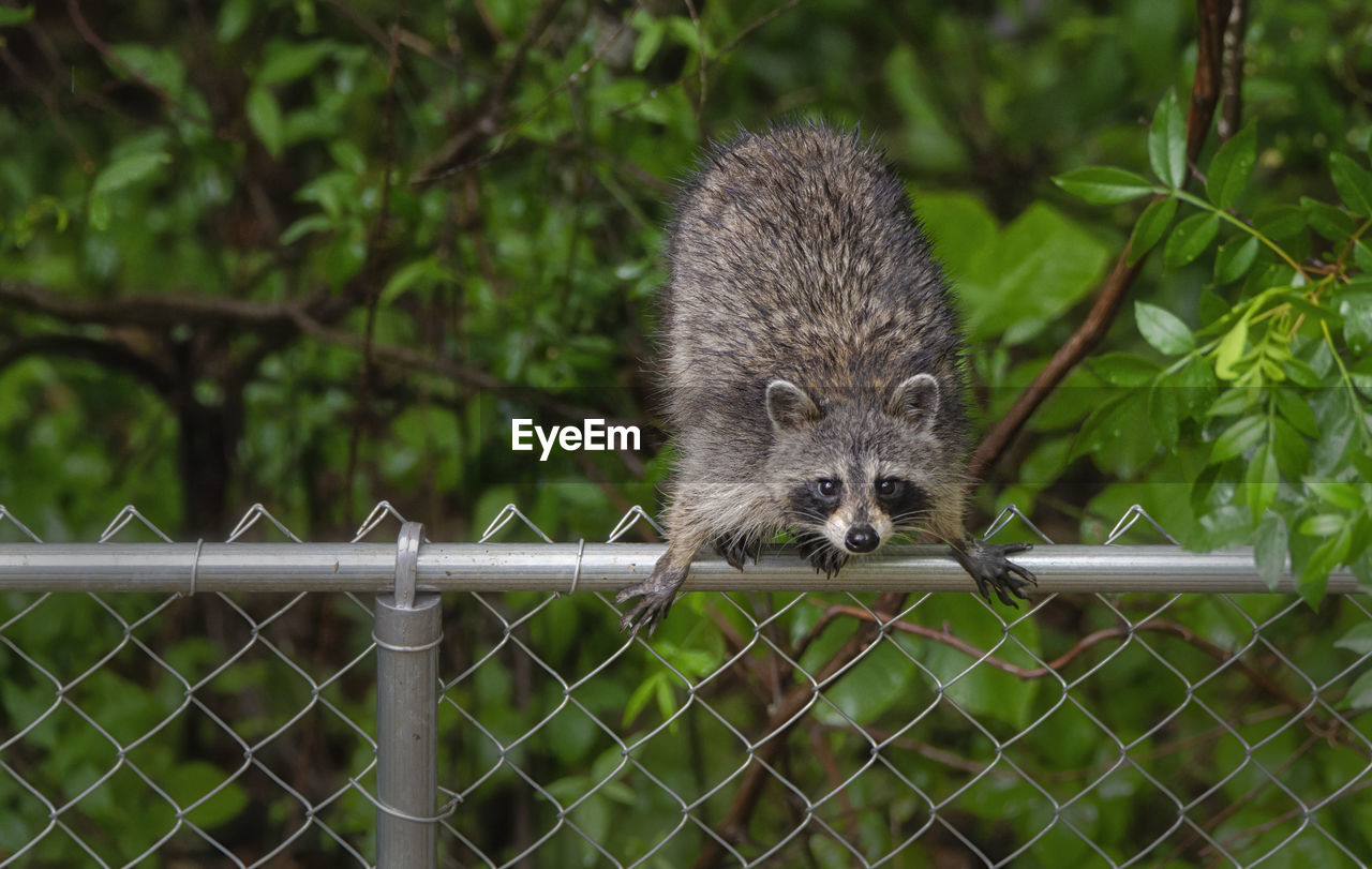 Portraits of isolated racoons searching for food - tennessee, united states state animal