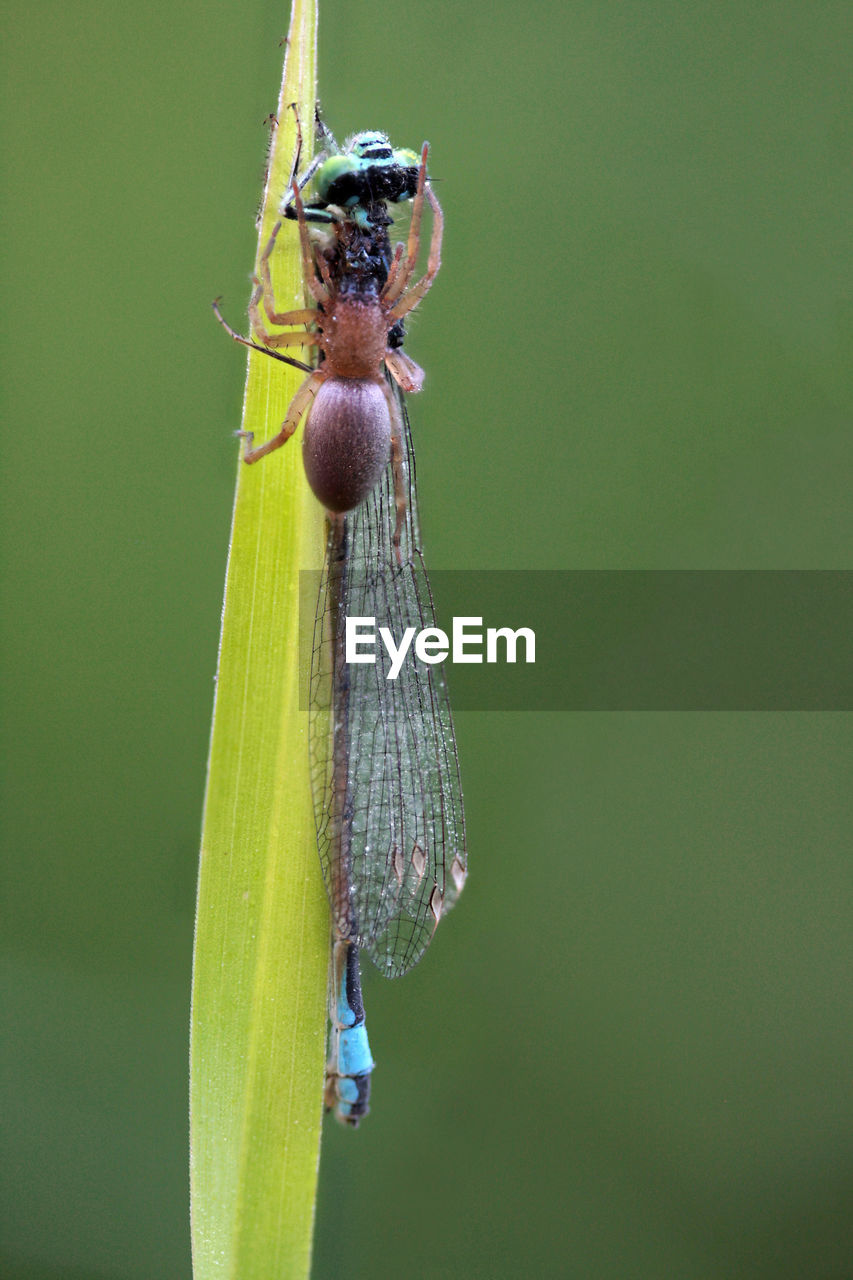 CLOSE-UP OF INSECT