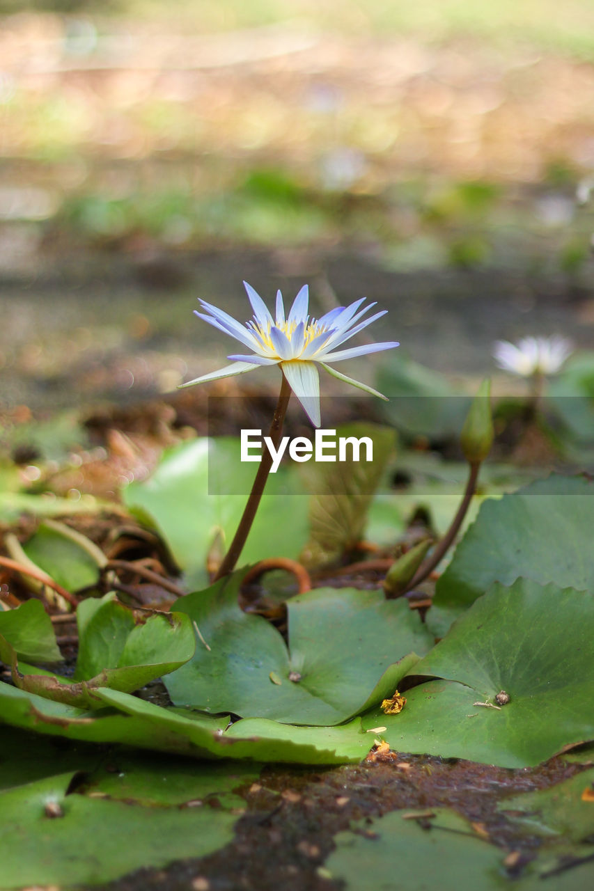 CLOSE-UP OF FLOWER AGAINST WATER