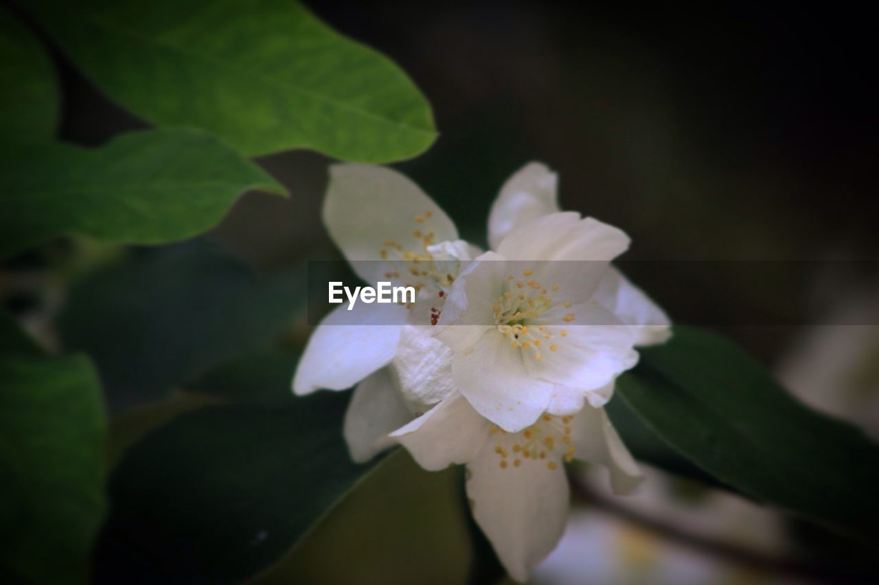 CLOSE-UP OF FRESH WHITE CHERRY BLOSSOM