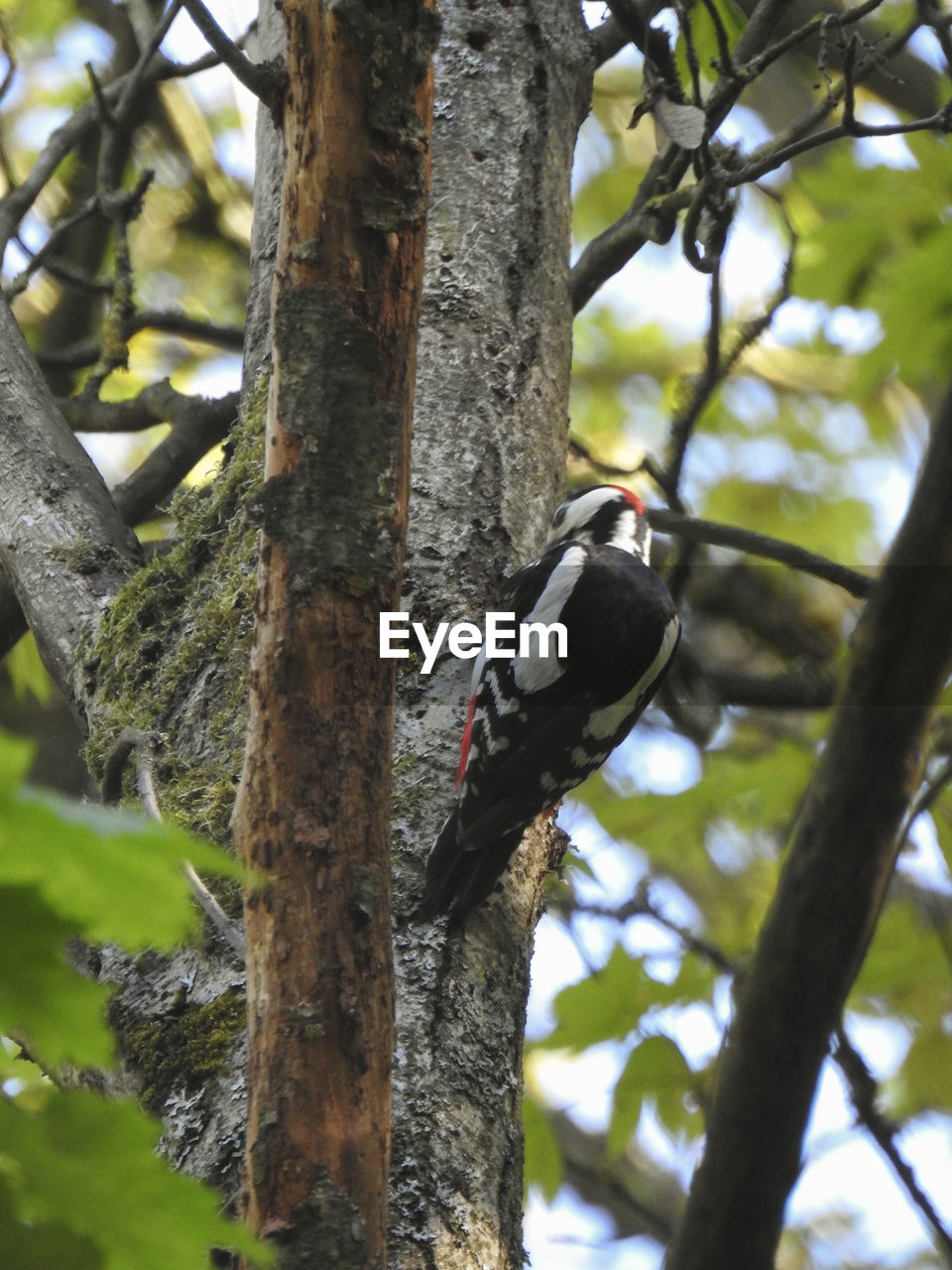 BIRD PERCHING ON TREE