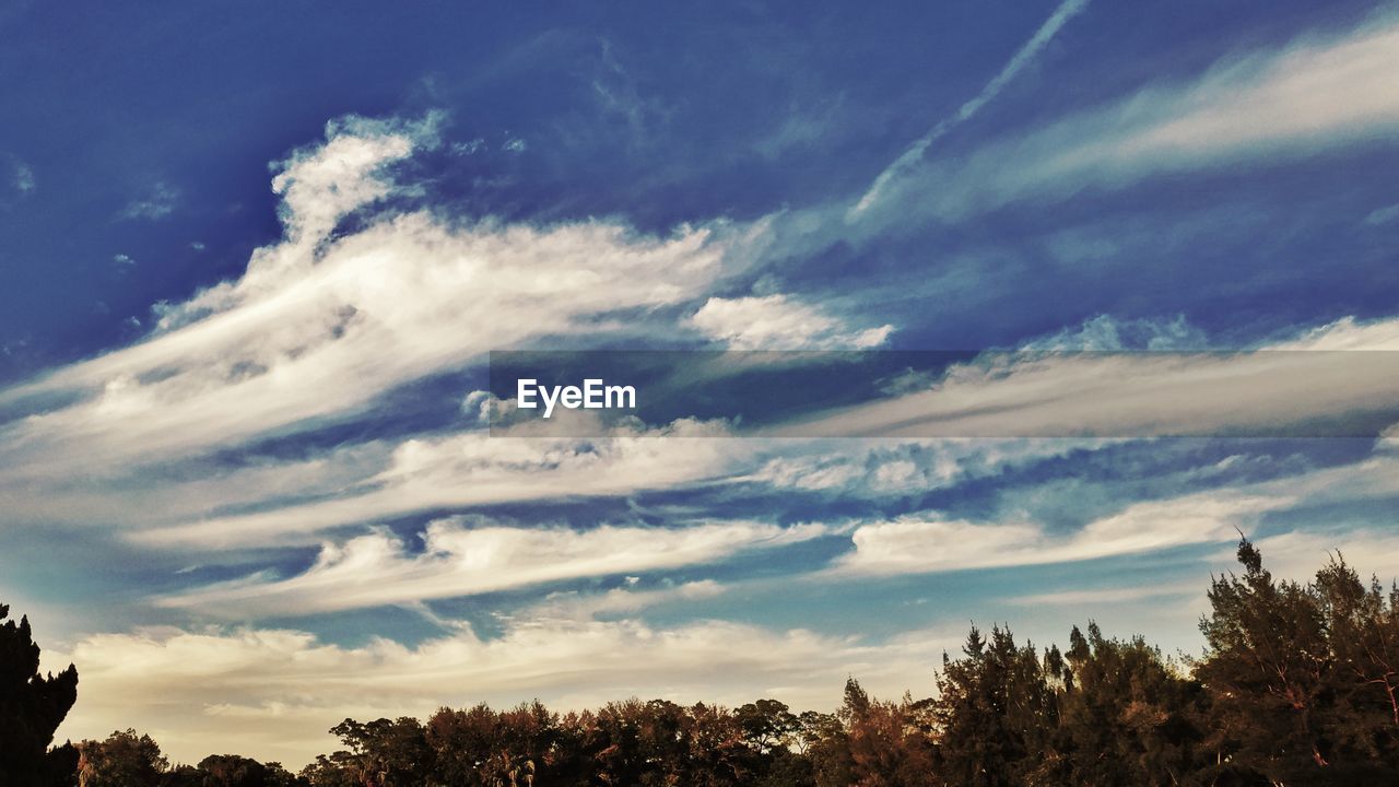 SILHOUETTE OF TREES AGAINST CLOUDY SKY