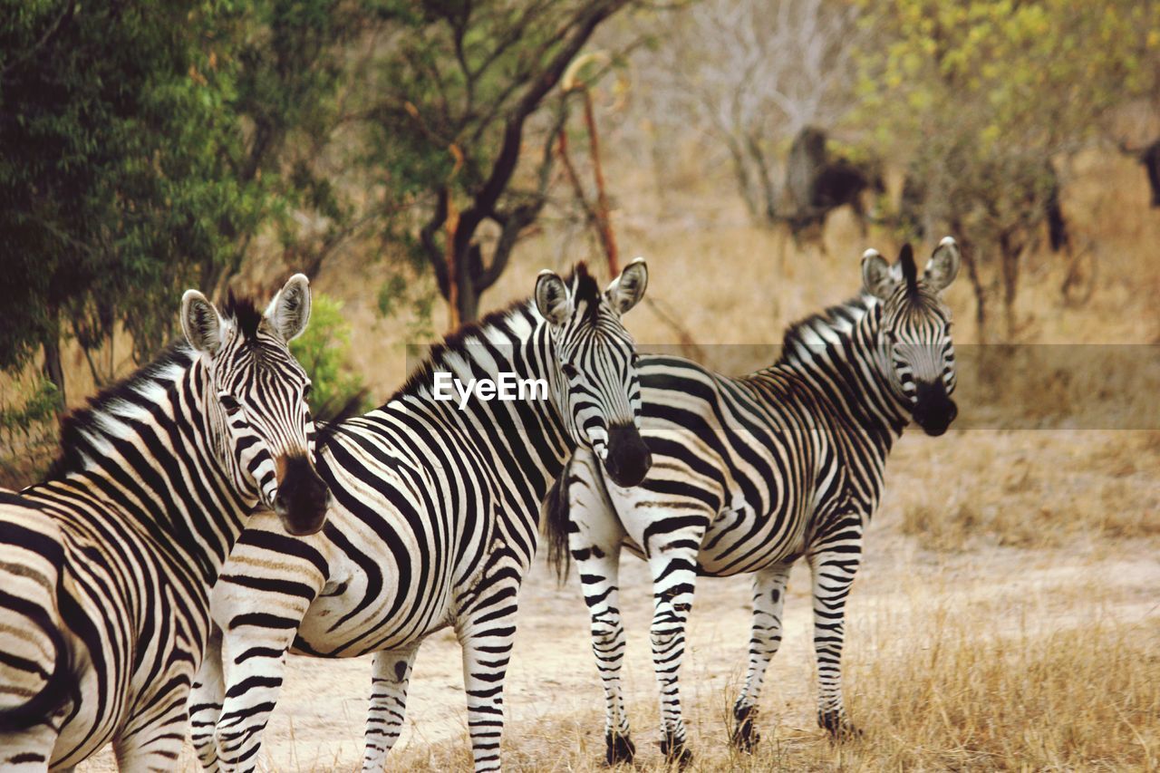 Zebras standing on field