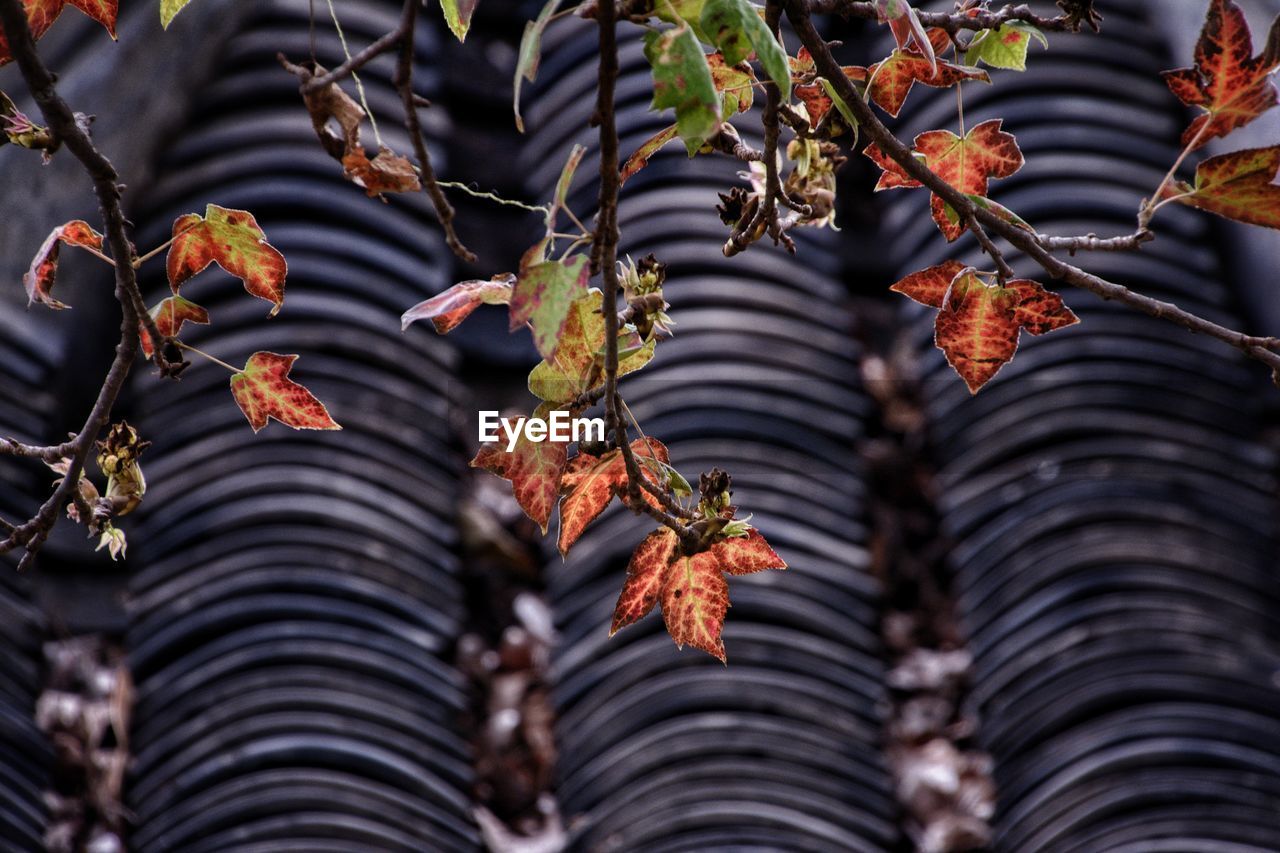 Low angle view of leaves on plant