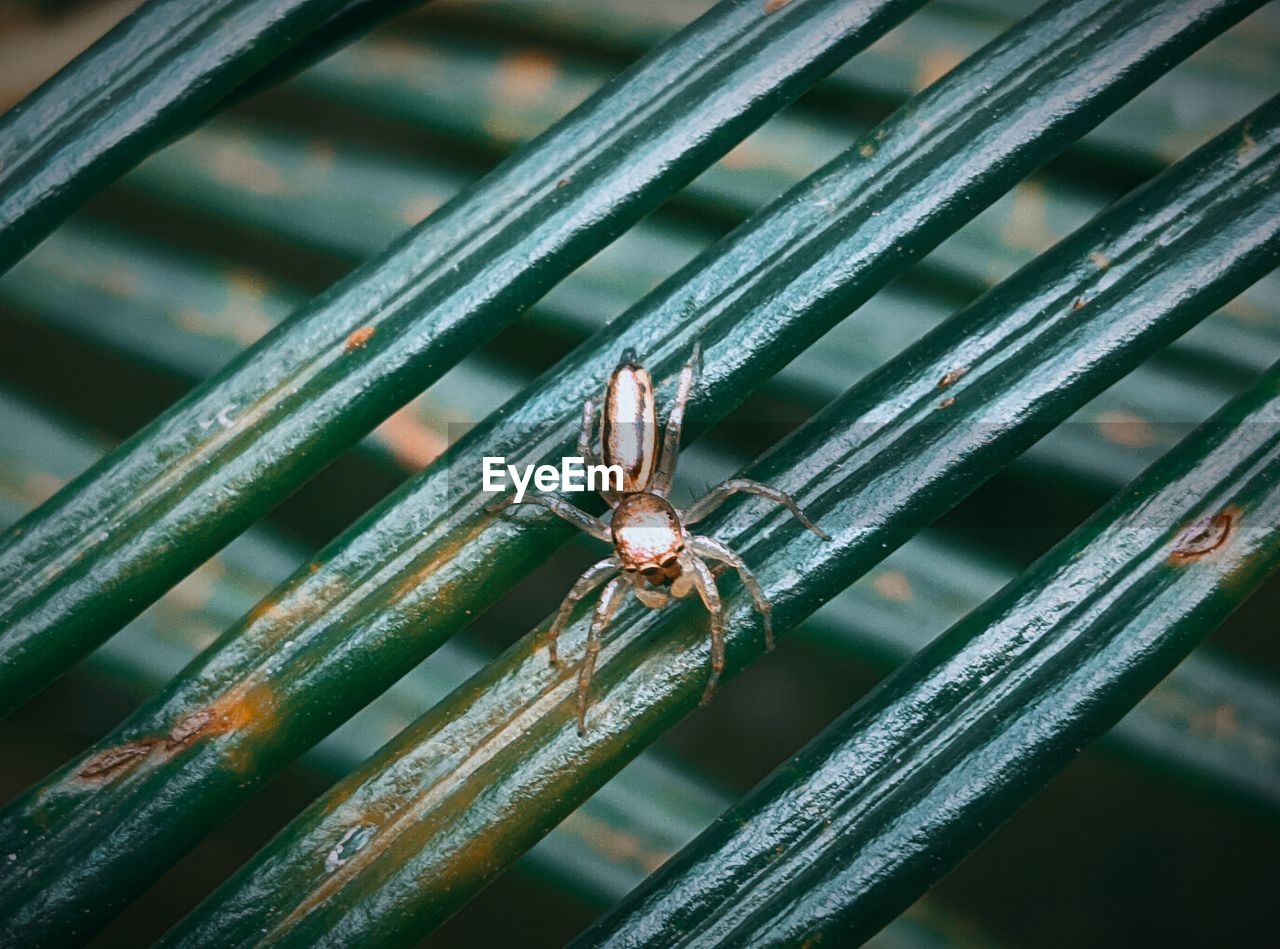 CLOSE-UP OF SPIDER ON METAL WEB