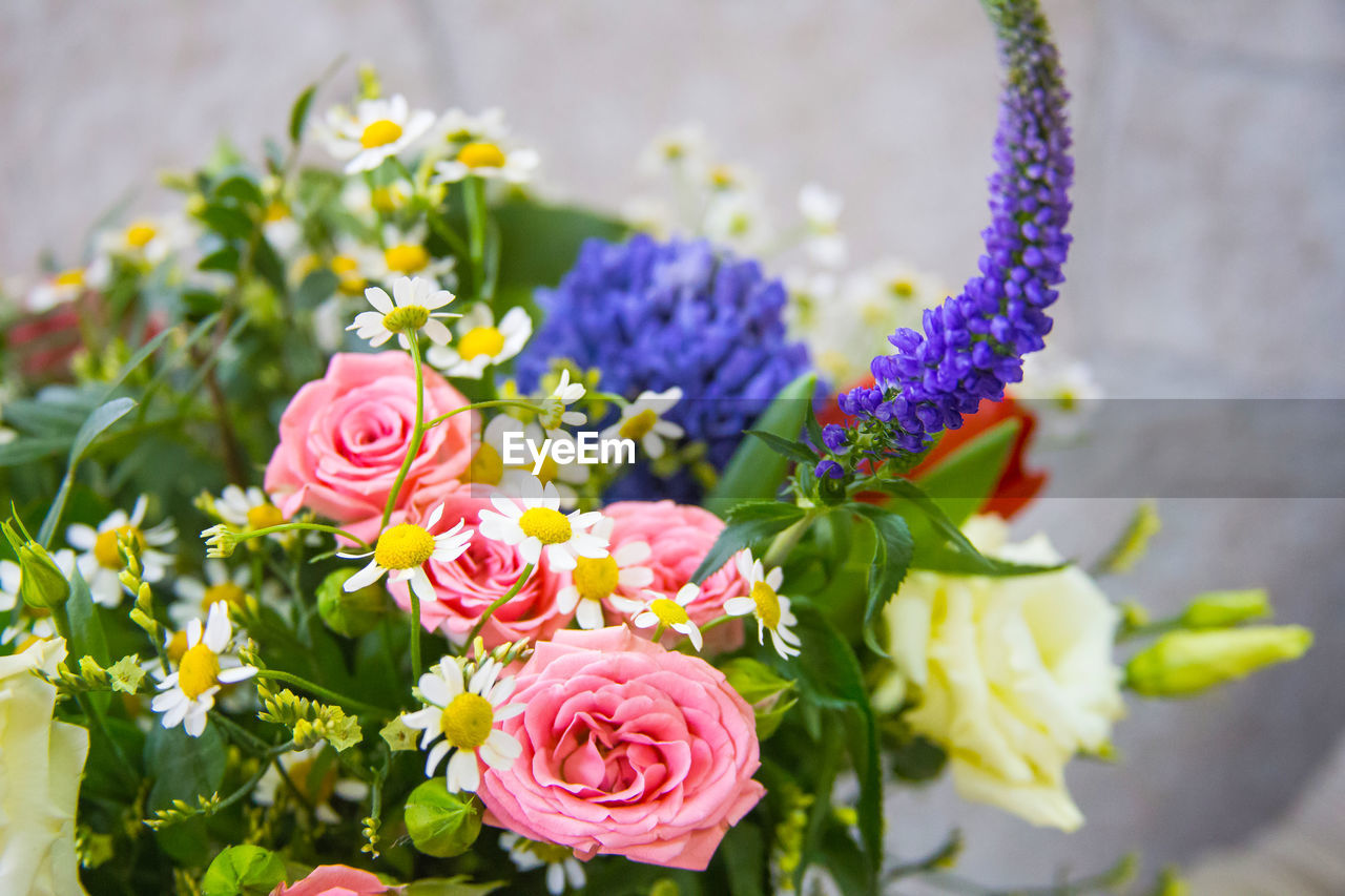 CLOSE-UP OF ROSES AGAINST PLANTS